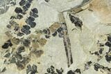 Pennsylvanian Fossil Fern (Sphenopteris) Plate - Kentucky #112927-1
